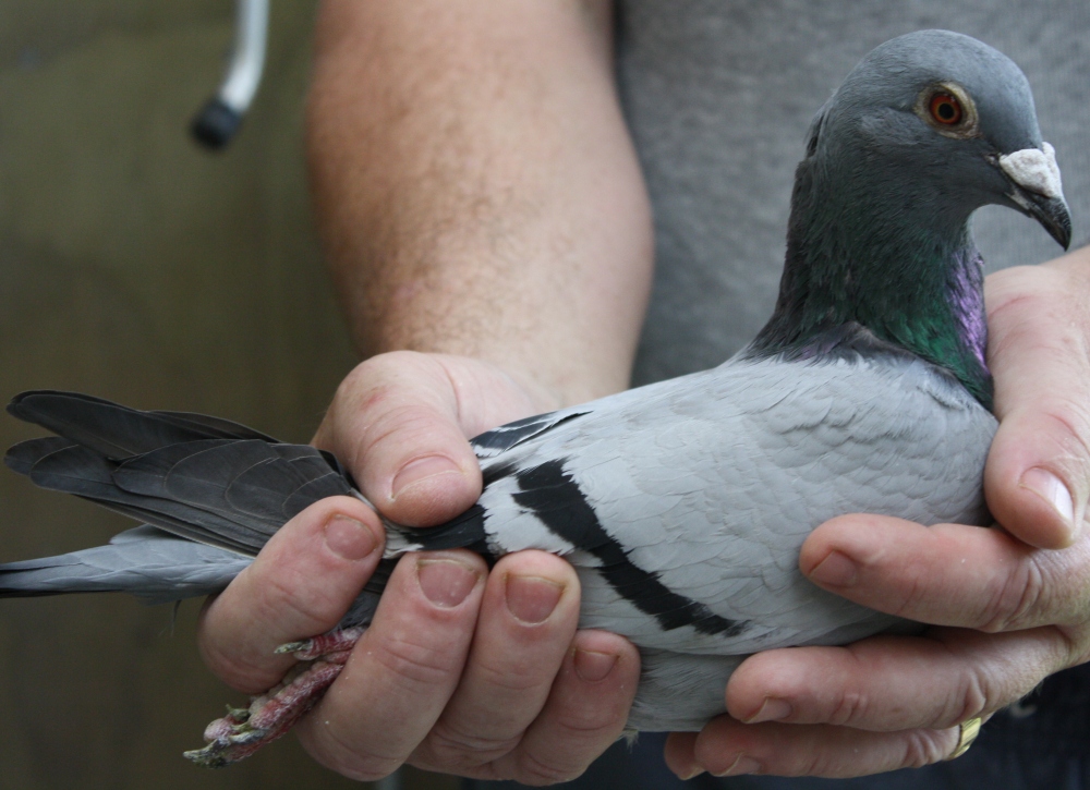Yearling BBH 2nd Auckland Racing Pigeon Federation Timaru 560 miles 2012.