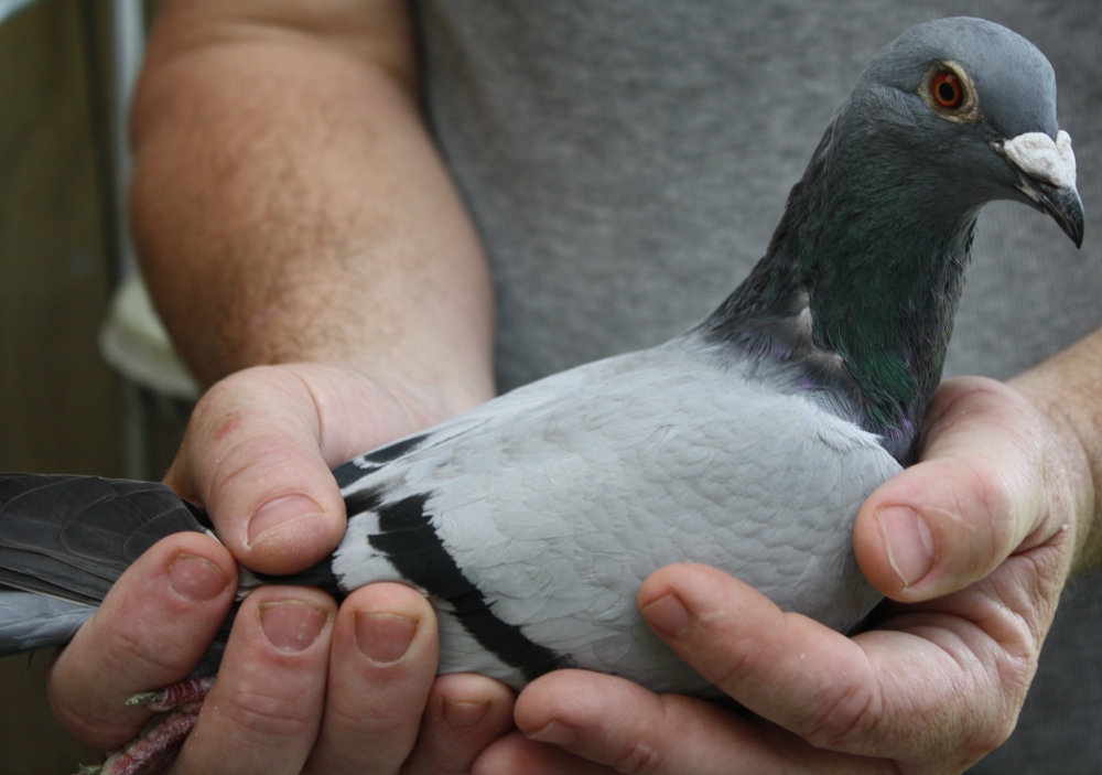 Yearling BBH 2nd Auckland Racing Pigeon FederationTimaru 560 miles 2012.