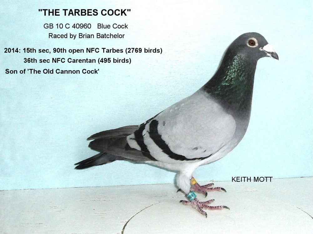 The Tarbes Cock.